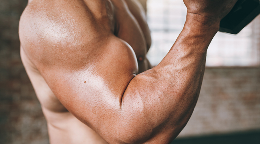 Muscle Growth Is a Signal Problem, Not a Workout Problem