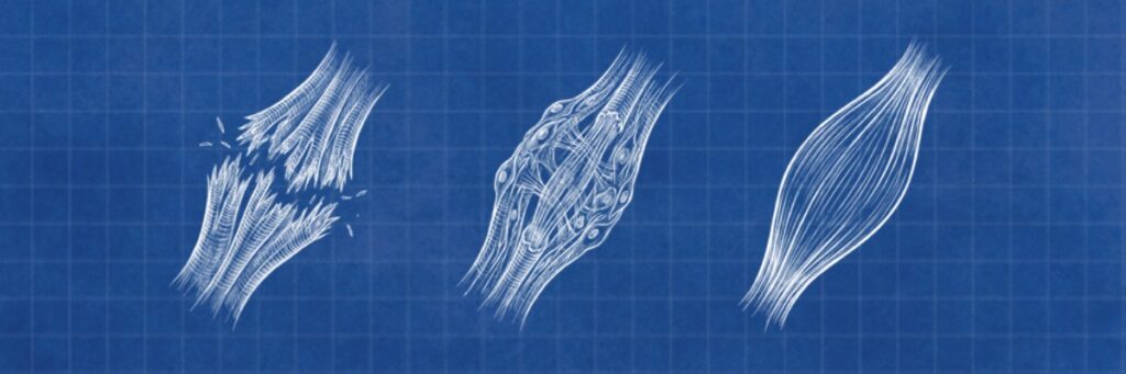 Slow Recovery When You Sleep